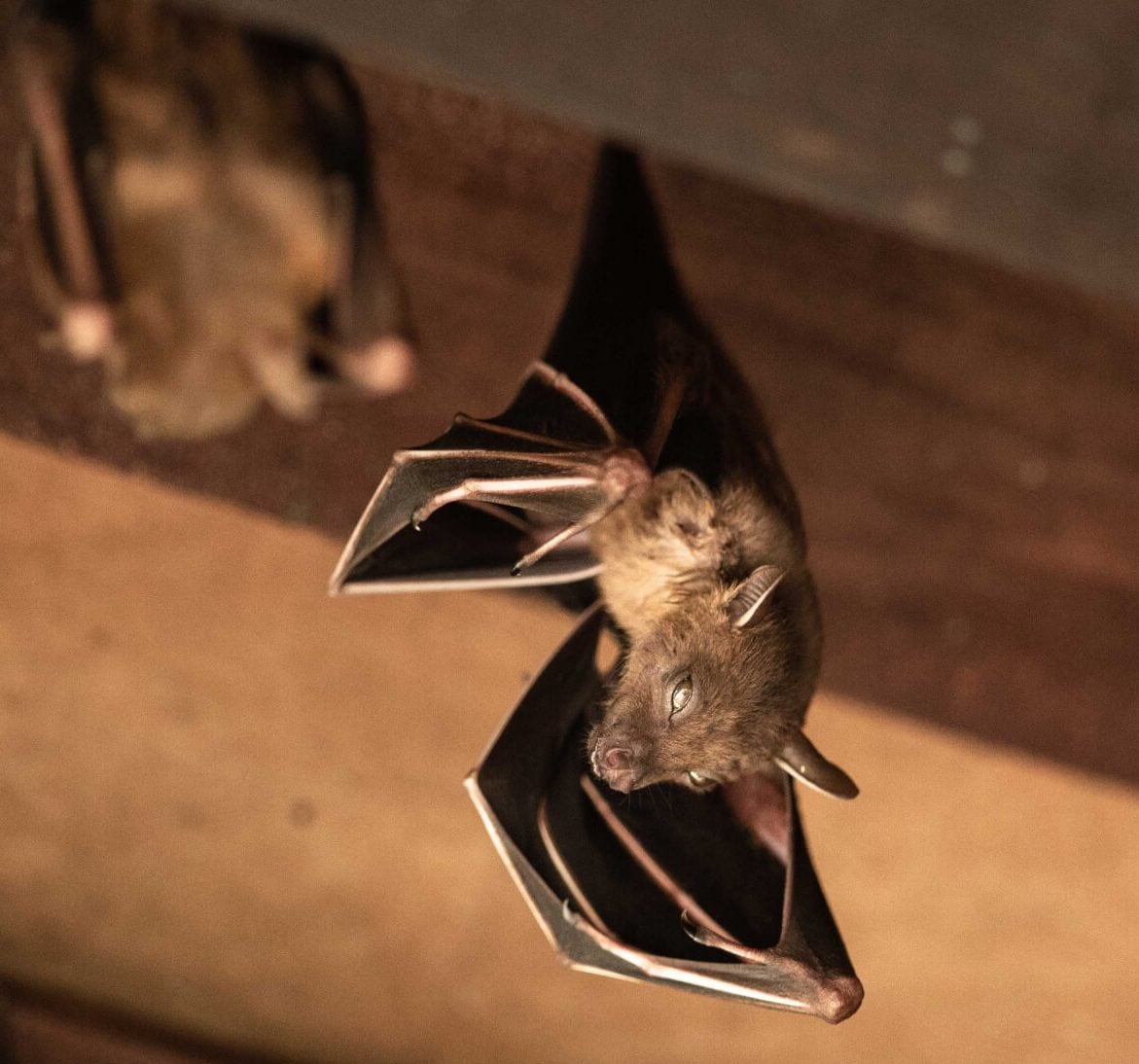 Wildlife-Bats in Lexington